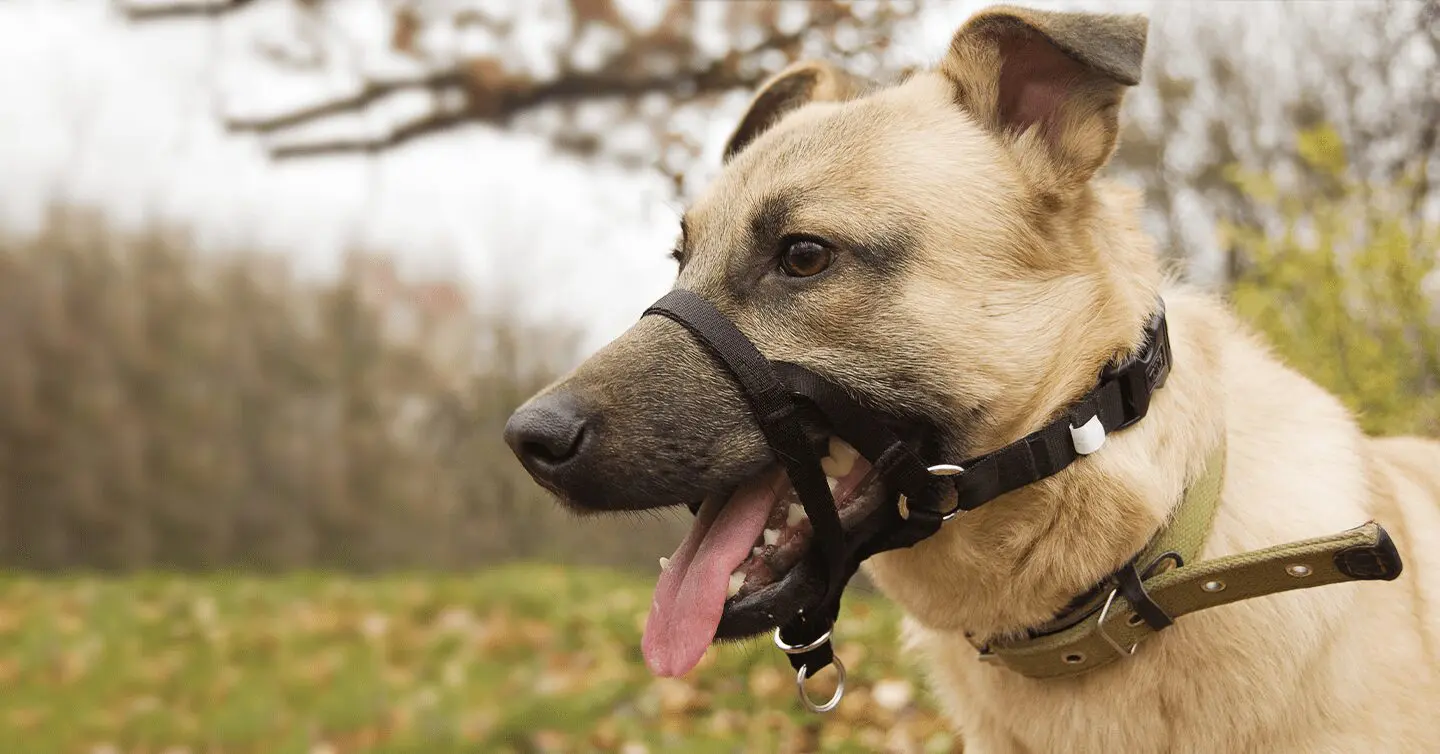 Training Collars For Dogs